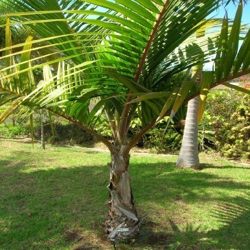 DICTYOSPERMA ALBUM (PALMISTE BLANC)