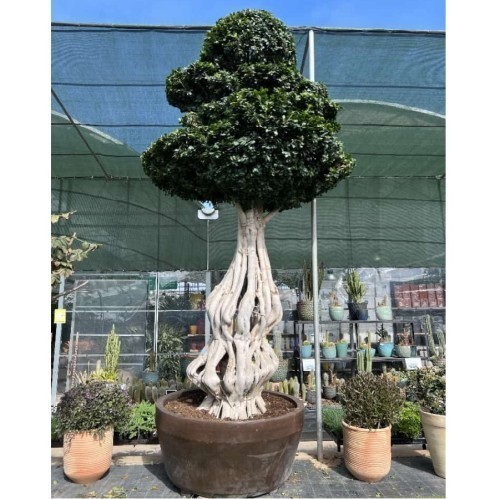 FICUS MICROCARPA GINSENG BONSAI