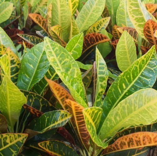 CODIAEUM PETRA