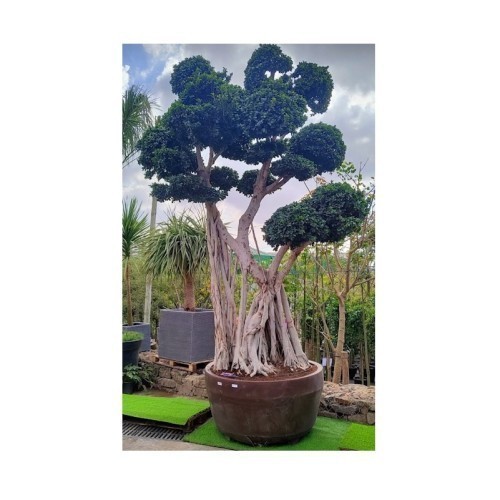 FICUS MICROCARPA GINSENG BONSAI
