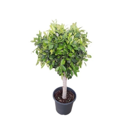 FICUS MICROCARPA NITIDA SUR STAM