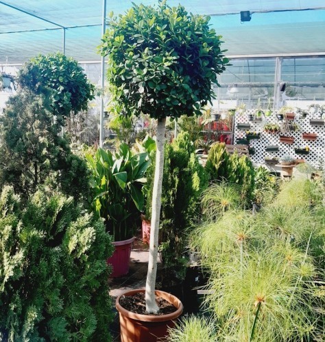 FICUS MICROCARPA MOCLAME STM 150CM