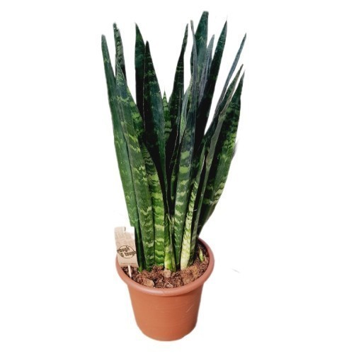 SANSEVIERIA TRIF. BLACK CORAL