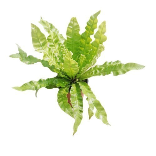 ASPLENIUM