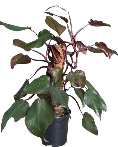 PHILODENDRON RED
