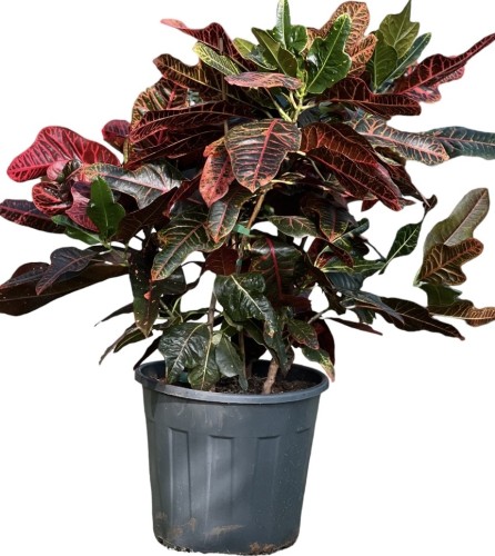 Variant 2