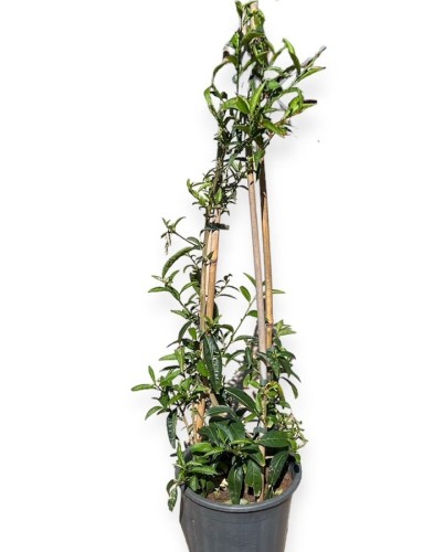 CESTRUM NOCTURNUM (GALANT DE NUIT)