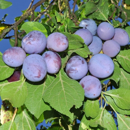 PRUNUS DOMESTICA (PRUNIER)