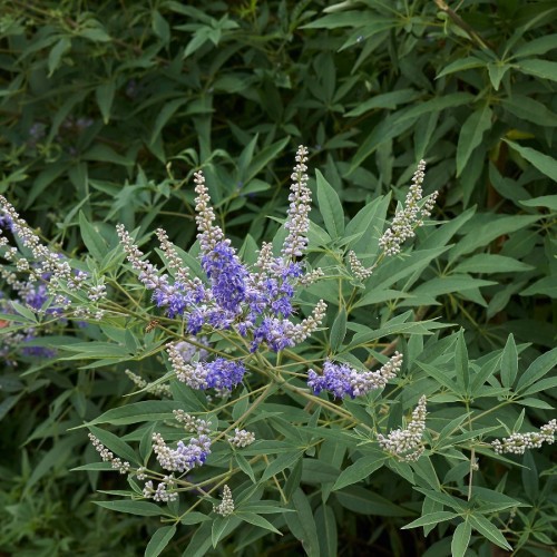 VITEX AGNUS-CASTUS (GATTILIER)