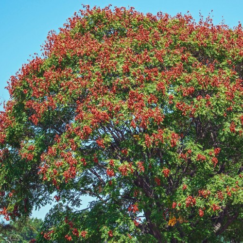 Variant 7