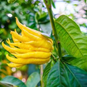 CITRUS MEDICA DIGITATA (CITRONNIER MAIN DE BUDDAH)