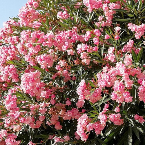 NERIUM OLEANDER BOULE SUR TIGE