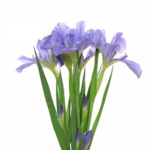 Variant 3