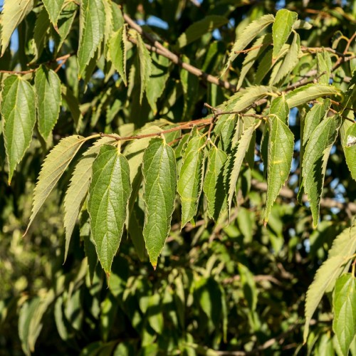 Additional view