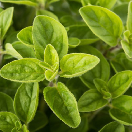 ORIGANUM VULGARE