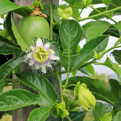 PASSIFLORA EDULIS / QUADRANGULARIS (FRUIT DE LA PASSION)