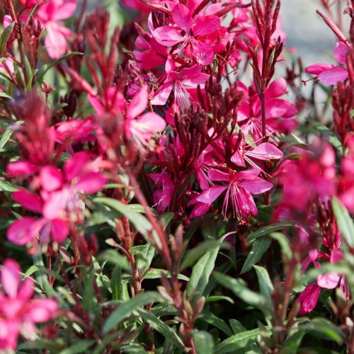GAURA