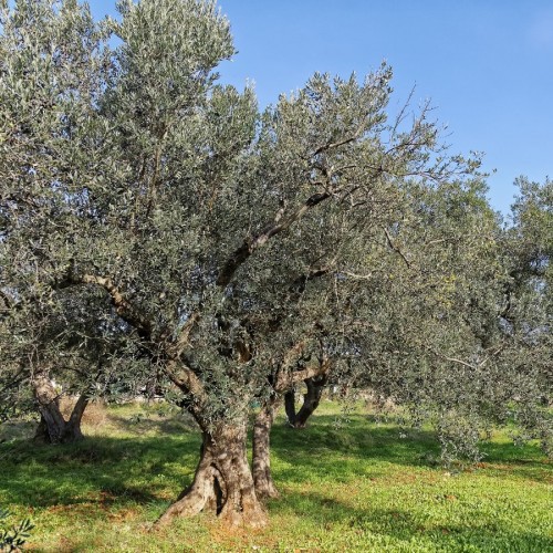 OLEA EUROPAEA (PORT LIBRE) (OLIVIER)