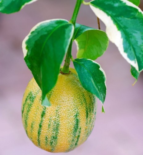 Variant 3