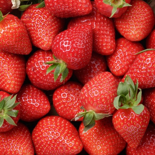 FRAISIER
