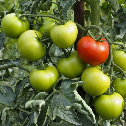 TOMATE