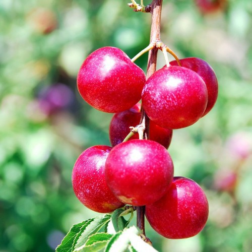 PRUNUS PISSARDI (PRUNIER MYROBOLAN POURPRE)
