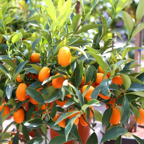 FORTUNELLA JAPONICA (KUMQUAT)