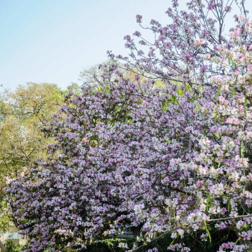 BAUHINIA VARIEGATA (ARBRES AUX ORCHIDEES)