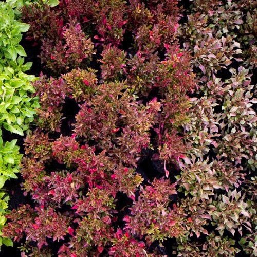 ALTERNANTHERA