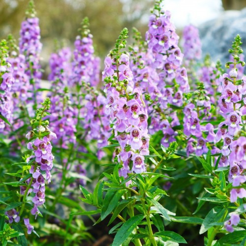ANGELONIA