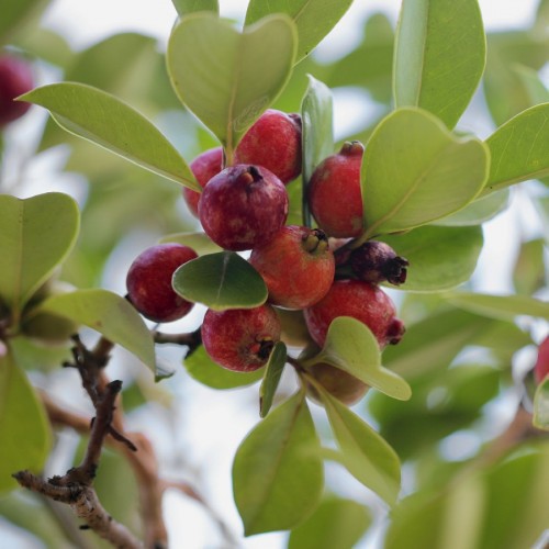 PSIDIUM LITTORALE (GOYAVIER-FRAISE)
