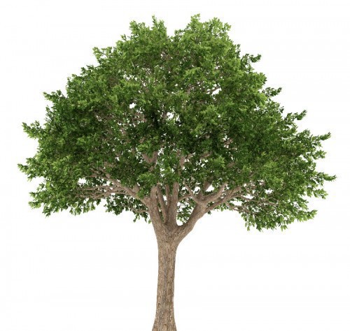 Variant 6