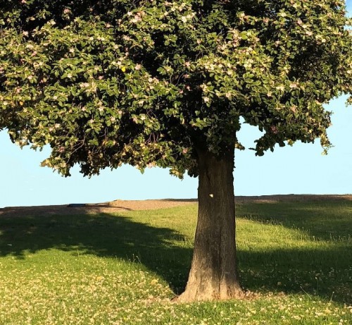 LAGUNARIA PATERSONII