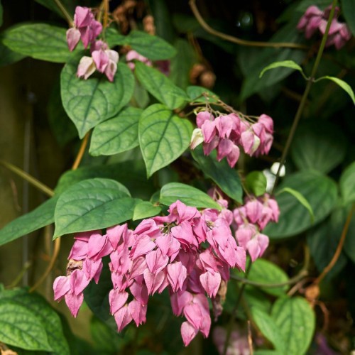 CLERODENDRUM THOMSONIAE