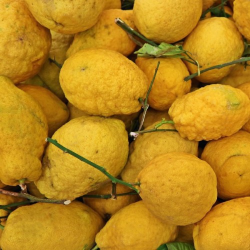 CITRUS MEDICA (CITRONNIER CEDRAT)