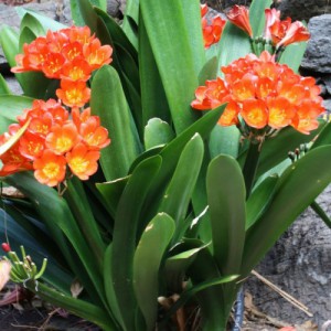 CLIVIA MINIATA