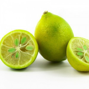 CITROFORTUNELLA X FLORIDANA (LIMEQUAT)