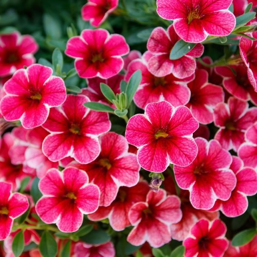 CALIBRACHOA