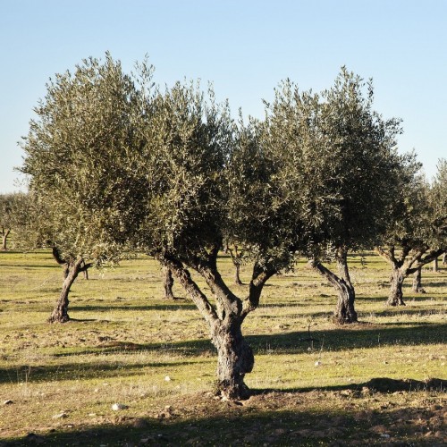 OLEA EUROPAEA 10-15 ANS (D) (PORT LIBRE) (OLIVIER)