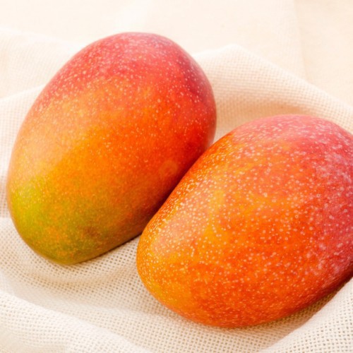 MANGIFERA INDICA (MANGUIER)