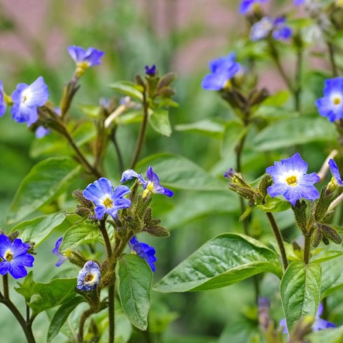 BROWALLIA (VIOLETTE BLEUE)
