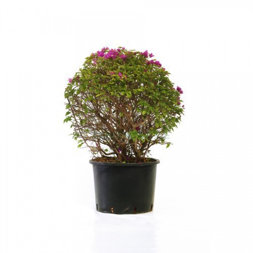 BOUGAINVILLEA GLABRA SANDERIANA BOULE
