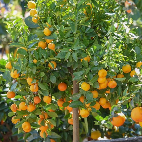 CITRUS MADURENSIS (CALAMONDIN)