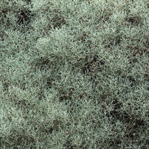CALOCEPHALUS BROWNII