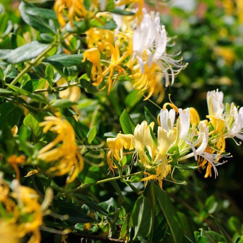 LONICERA JAPONICA (CHEVREFEUILLE DU JAPON)