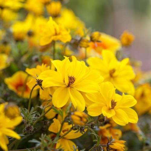 BIDENS