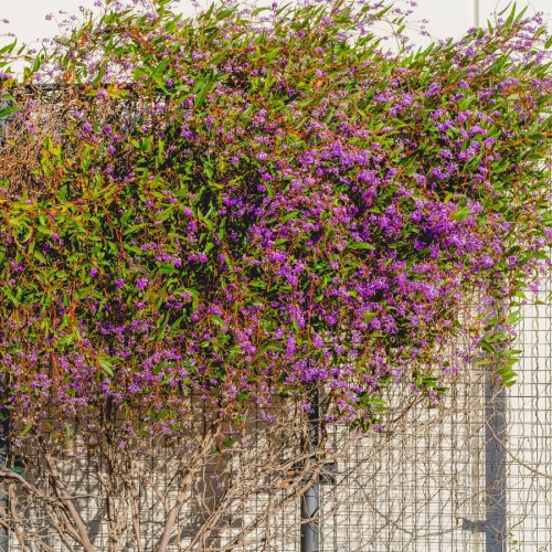 HARDENBERGIA VIOLACEA