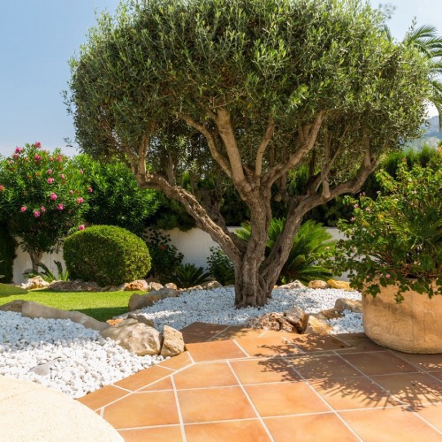 OLEA EUROPAEA (PORT LIBRE) (OLIVIER)