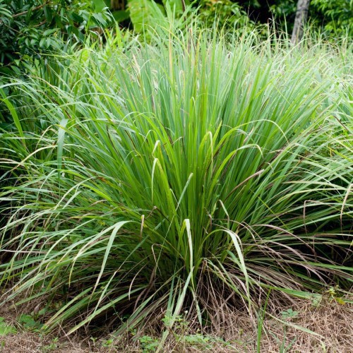 CITRONNELLE