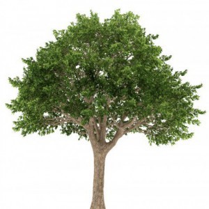 SCHINUS TEREBINTHIFOLIUS (FAUX POIVRIER)
